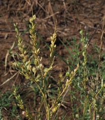 Lepidium sativum