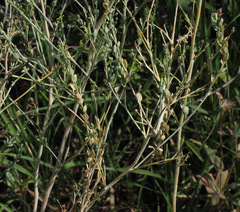 Lepidium sativum