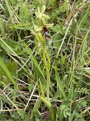 Ophrys insectifera