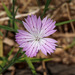 Wild Pink - Photo (c) Ron Frumkin, some rights reserved (CC BY-NC), uploaded by Ron Frumkin