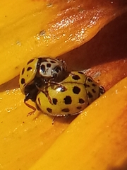 Psyllobora vigintiduopunctata