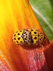 Psyllobora vigintiduopunctata