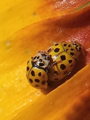 Psyllobora vigintiduopunctata