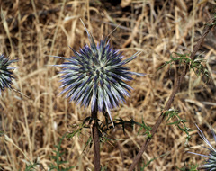 Echinops gaillardotii