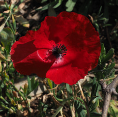 Papaver syriacum