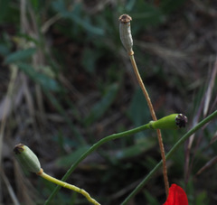 Papaver syriacum