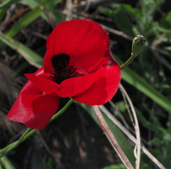 Papaver syriacum