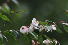Camellia cuspidata