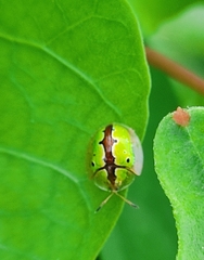Chiridopsis marginata