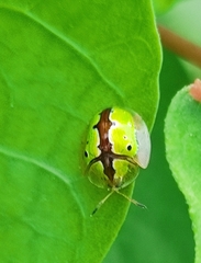 Chiridopsis marginata