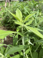 Pycnanthemum verticillatum