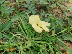 Hibiscus palmatus