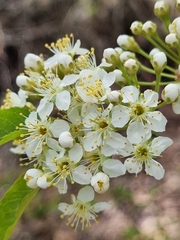 Prunus pensylvanica