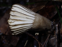 Lactifluus sepiaceus