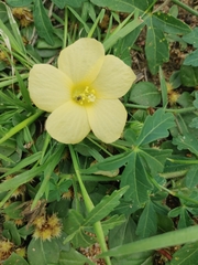 Hibiscus palmatus