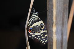 Papilio demodocus demodocus