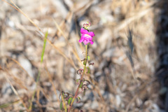 Antirrhinum majus