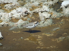 Charadrius alticola