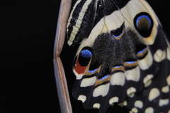Papilio demodocus demodocus