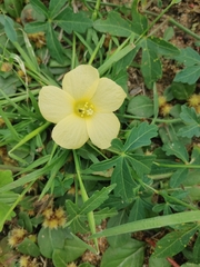 Hibiscus palmatus