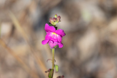 Antirrhinum majus