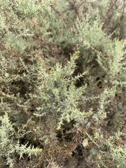 Ulex eriocladus