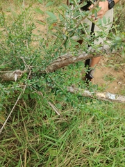 Ormocarpum trichocarpum