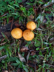 Gymnopilus junonius