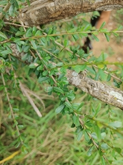 Ormocarpum trichocarpum