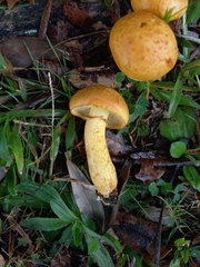 Gymnopilus junonius