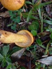 Gymnopilus junonius