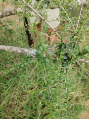 Ormocarpum trichocarpum