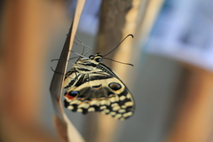 Papilio demodocus demodocus