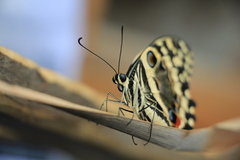Papilio demodocus demodocus