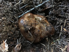 Melanogaster tuberiformis