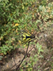 Libelloides cunii