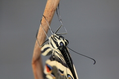Papilio demodocus demodocus