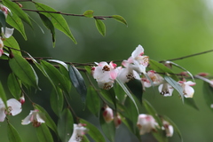 Camellia cuspidata