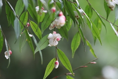 Camellia cuspidata