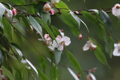 Camellia cuspidata