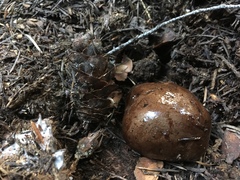 Melanogaster tuberiformis