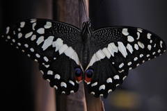 Papilio demodocus demodocus