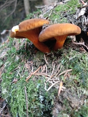 Hygrophoropsis rufa