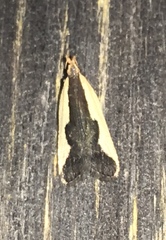 Dichomeris inserrata