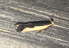 Dichomeris inserrata