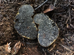 Melanogaster tuberiformis