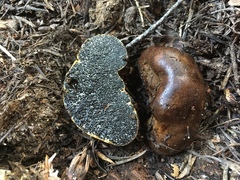 Melanogaster tuberiformis