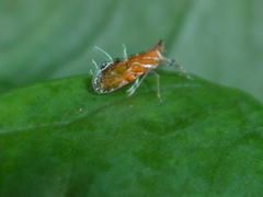 Liburniella ornata