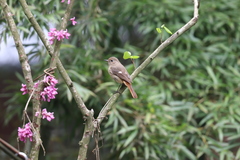 Phoenicurus auroreus