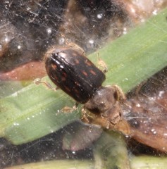 Heterocerus obsoletus